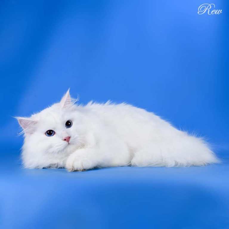 Siberian white/pedigree