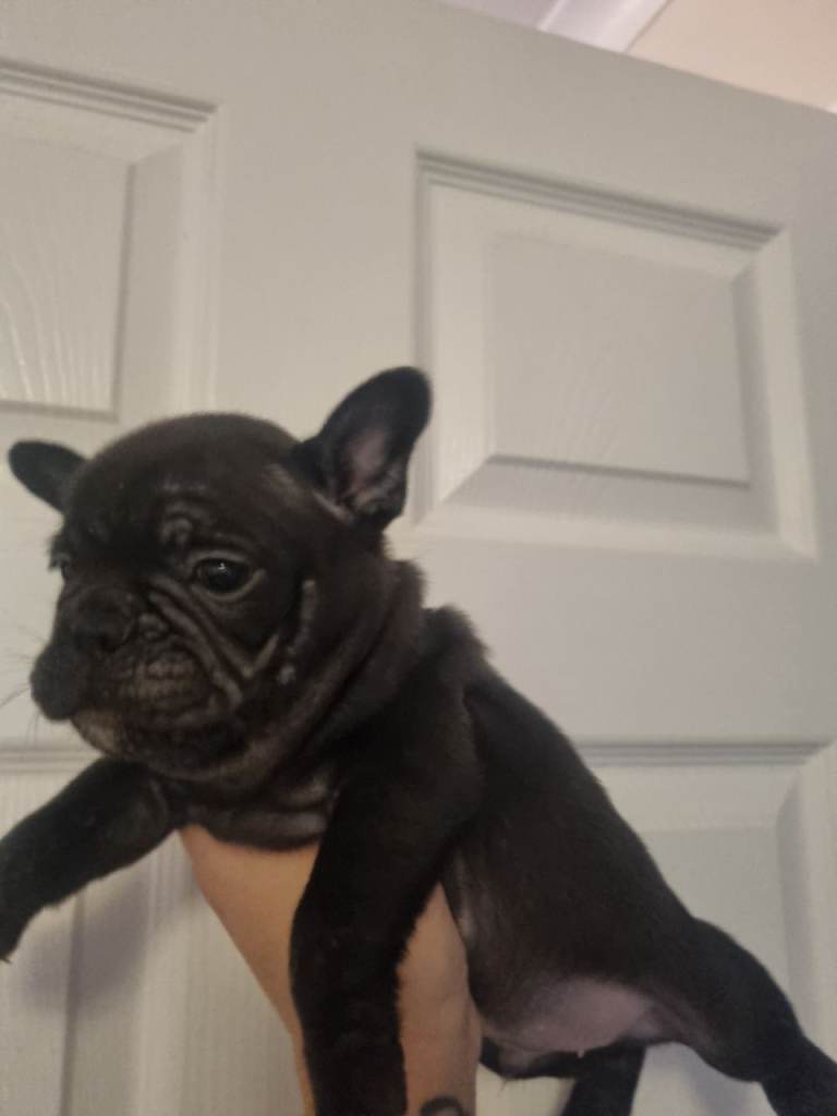 French/english bulldog puppy