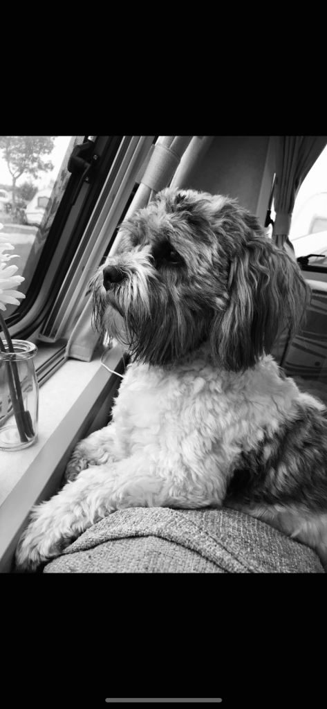 8 year old zuchion for rehoming