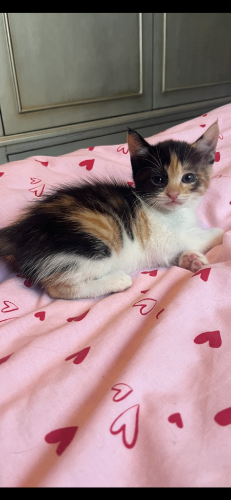 Beautiful kittens ready to leave now 