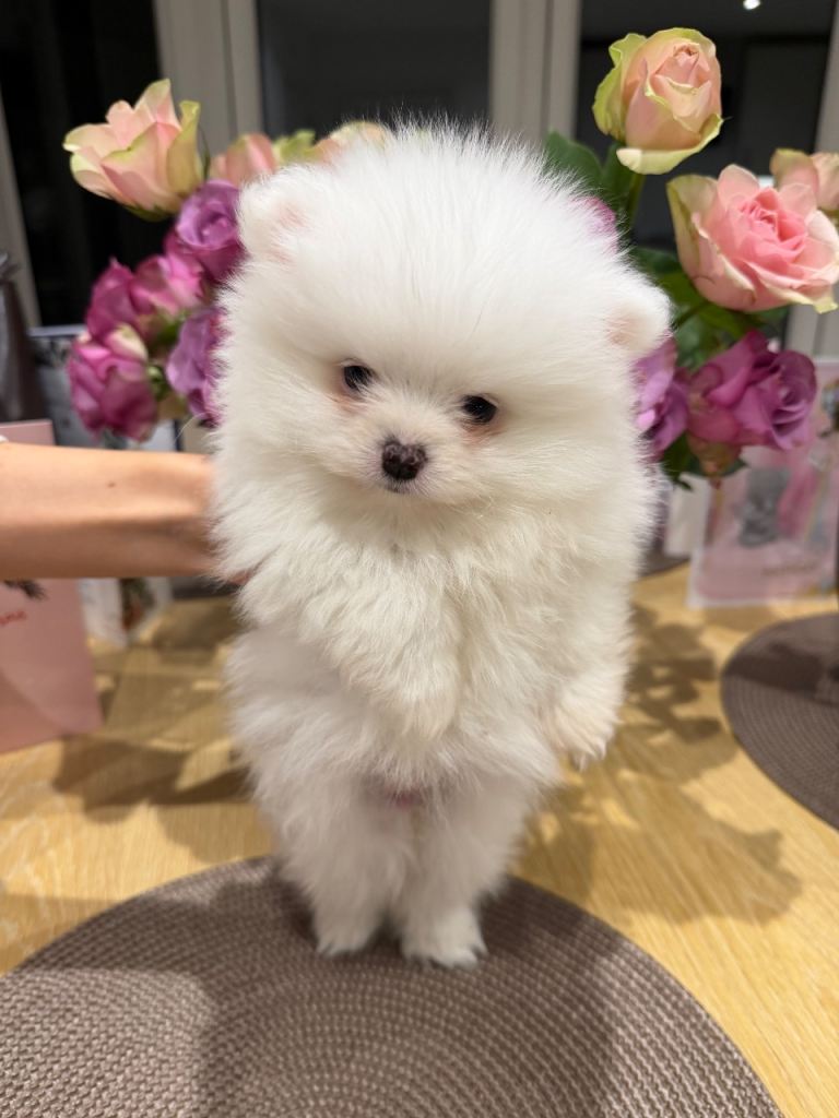 2 white Pomeranians for sale