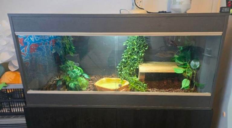 Maxi 4ft Reptiles vivarium full setup 