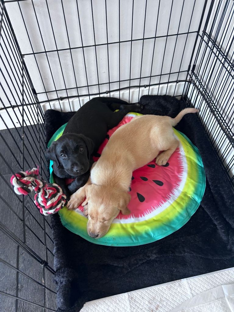 Ready to leave now black lab 
