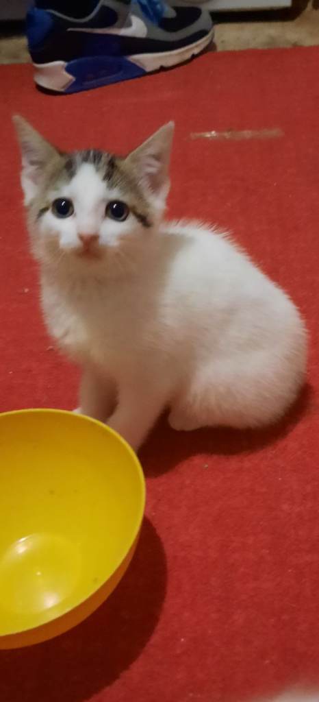 Male kitten 