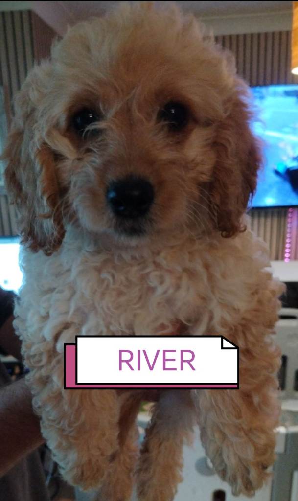 Hypoallergenic Maltipoo x Cockapoo Puppies 