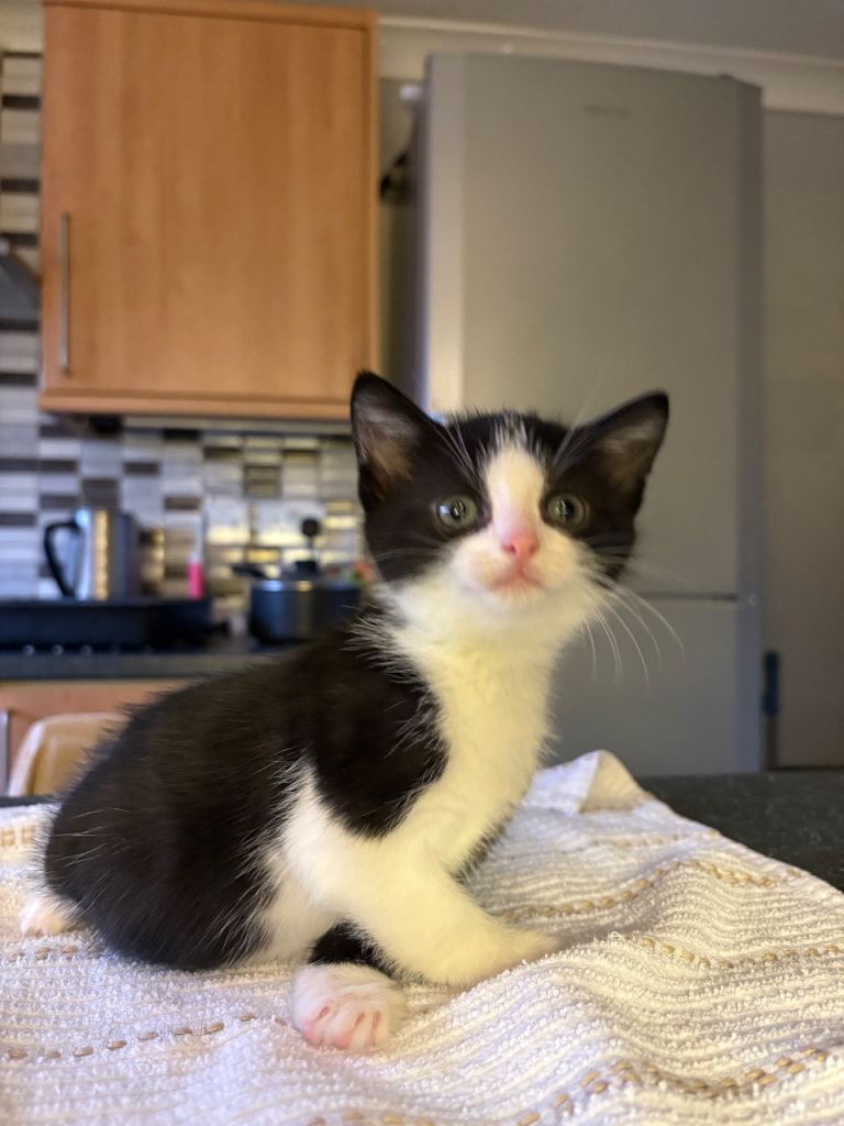 Adorable Kittens Ready for Their New Homes from 15/12/25 – Playful & Loving!