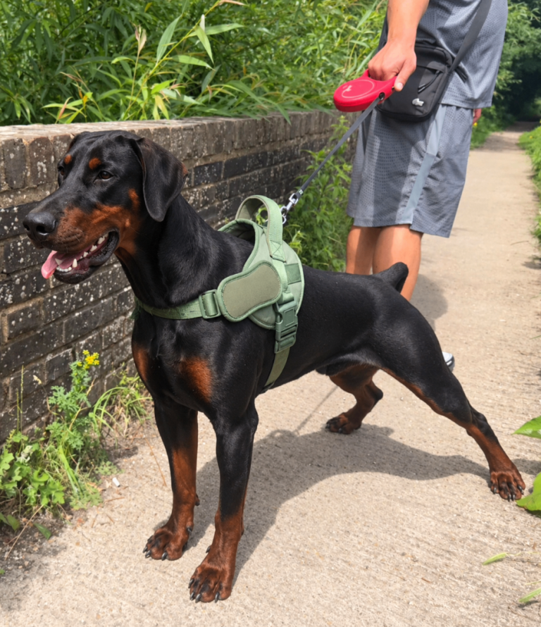 **Outstanding show male Doberman puppy** 