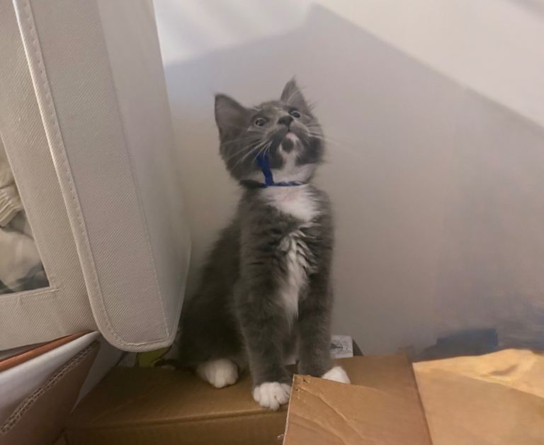 Ragdoll/Maine coon