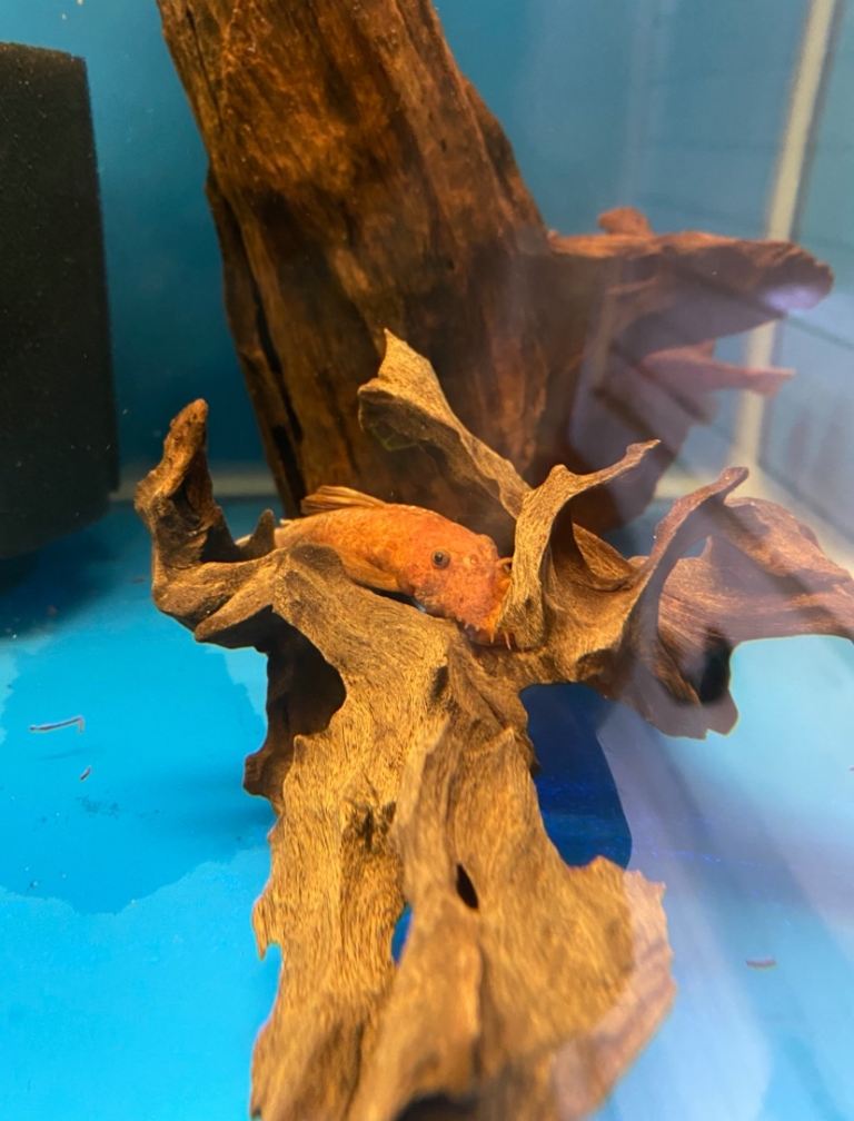 BristleNose Plecs  Shrimps Angels & Guppies 