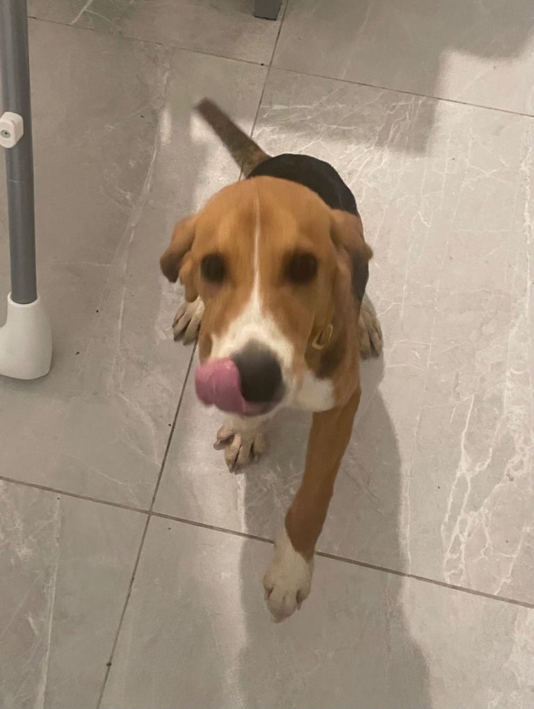 Pup beagle