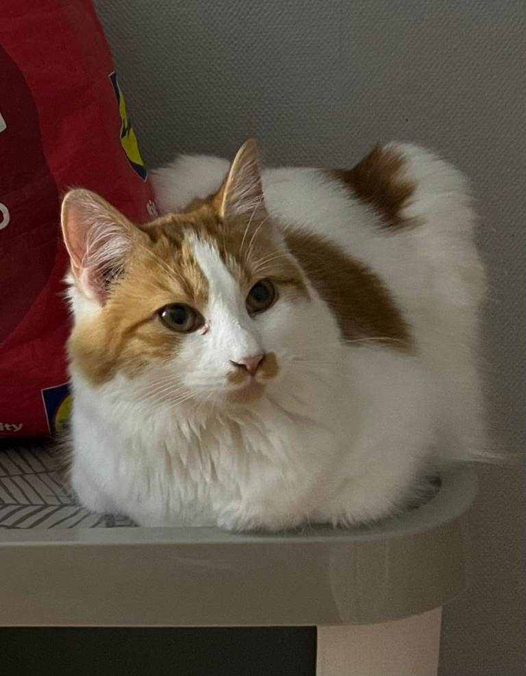 Looking for new homes 