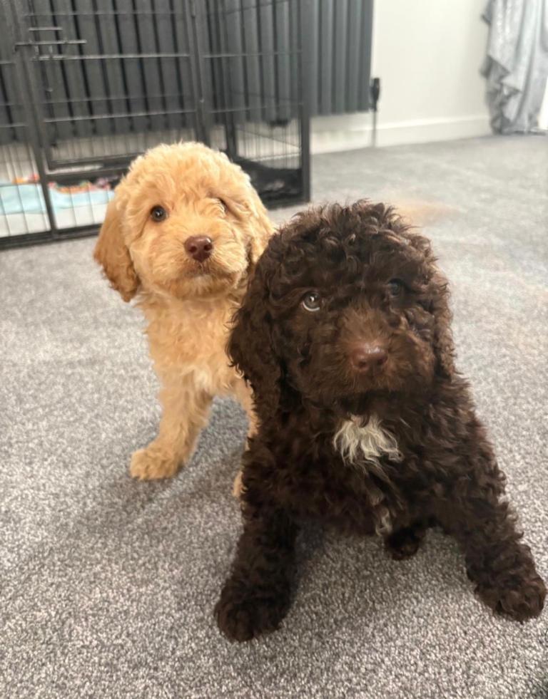 Cockapoo F1b puppies ready now 