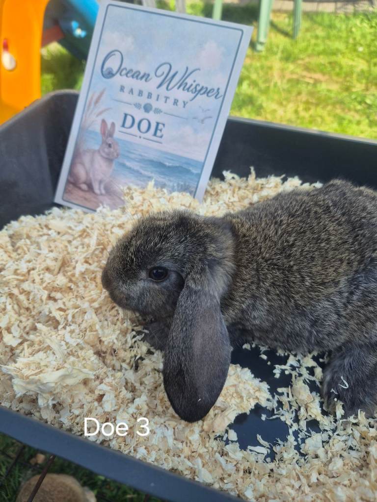 French Lops & Mini Rex Bunnies