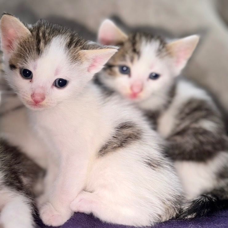 Tabby Kittens 