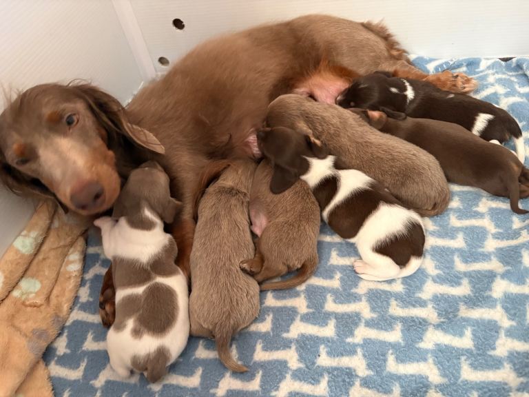 Dachshund puppies 