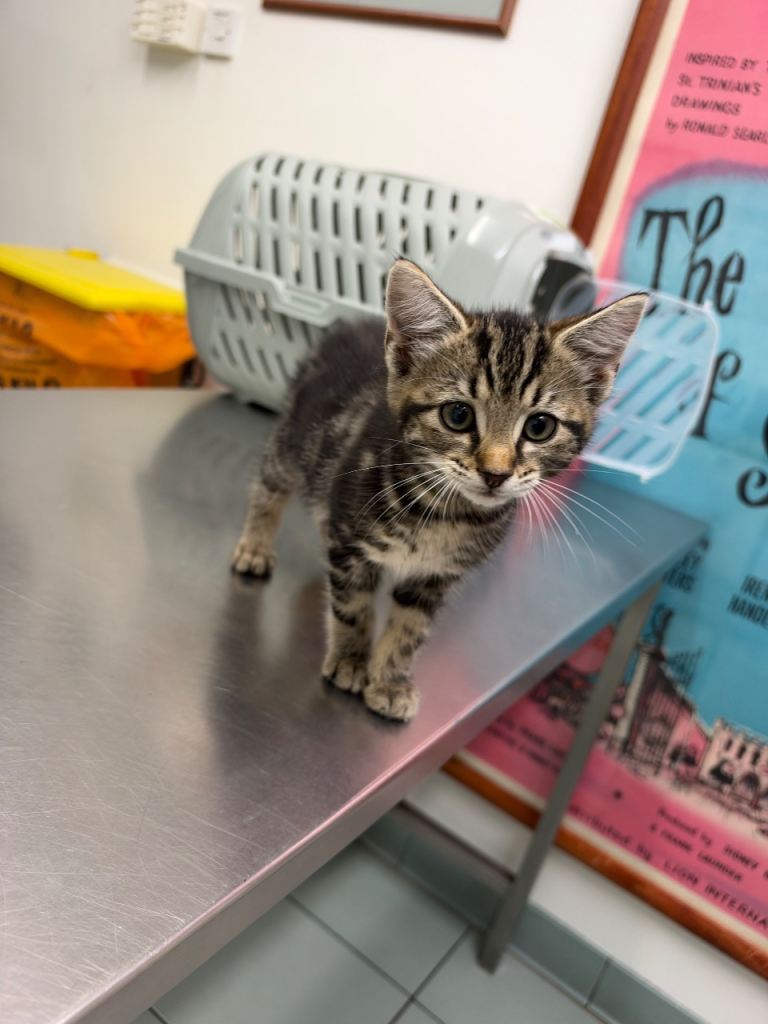 1 tabby female kitten (£100) and 1 black and white boy 