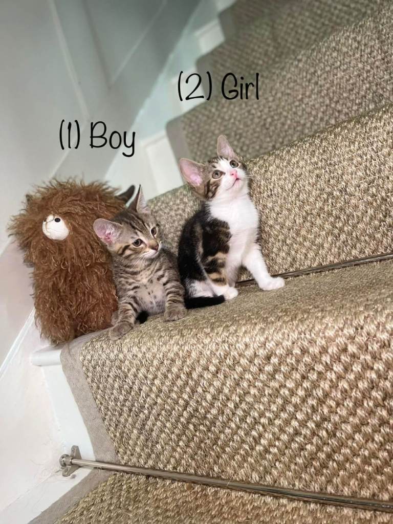 We have 5 beautiful tabby kittens available 