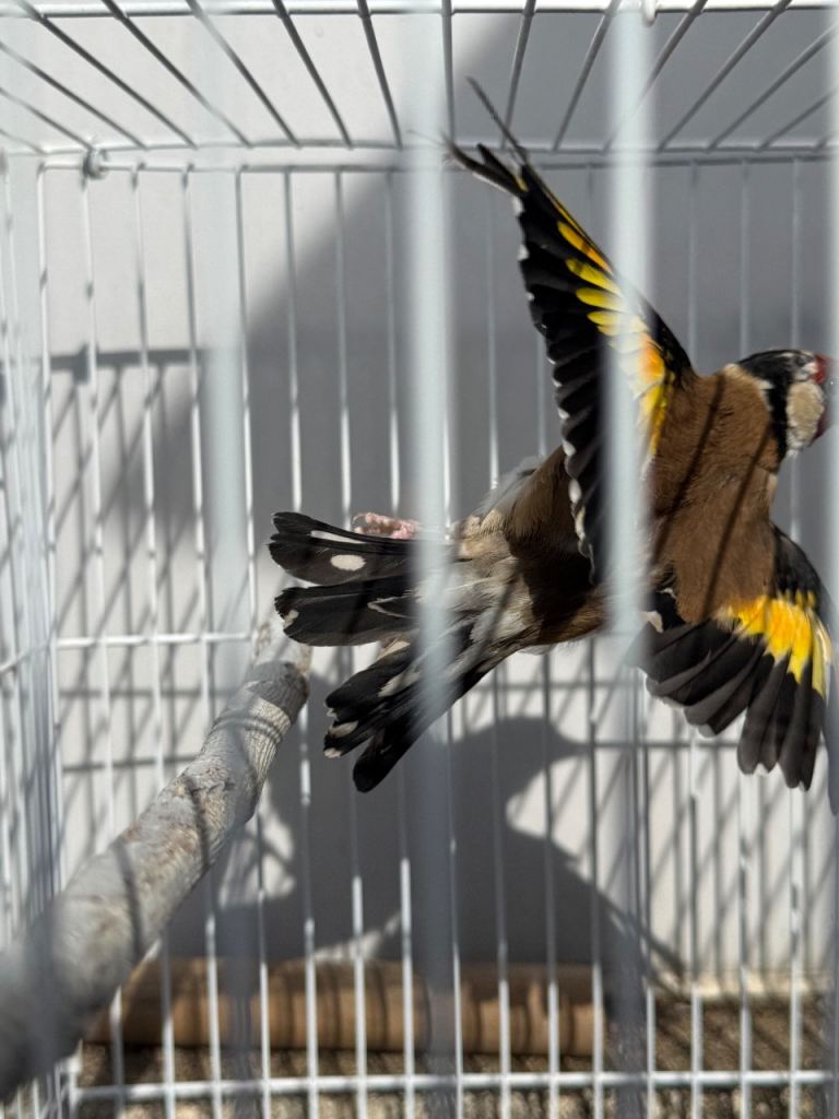 Canary / goldfinch 