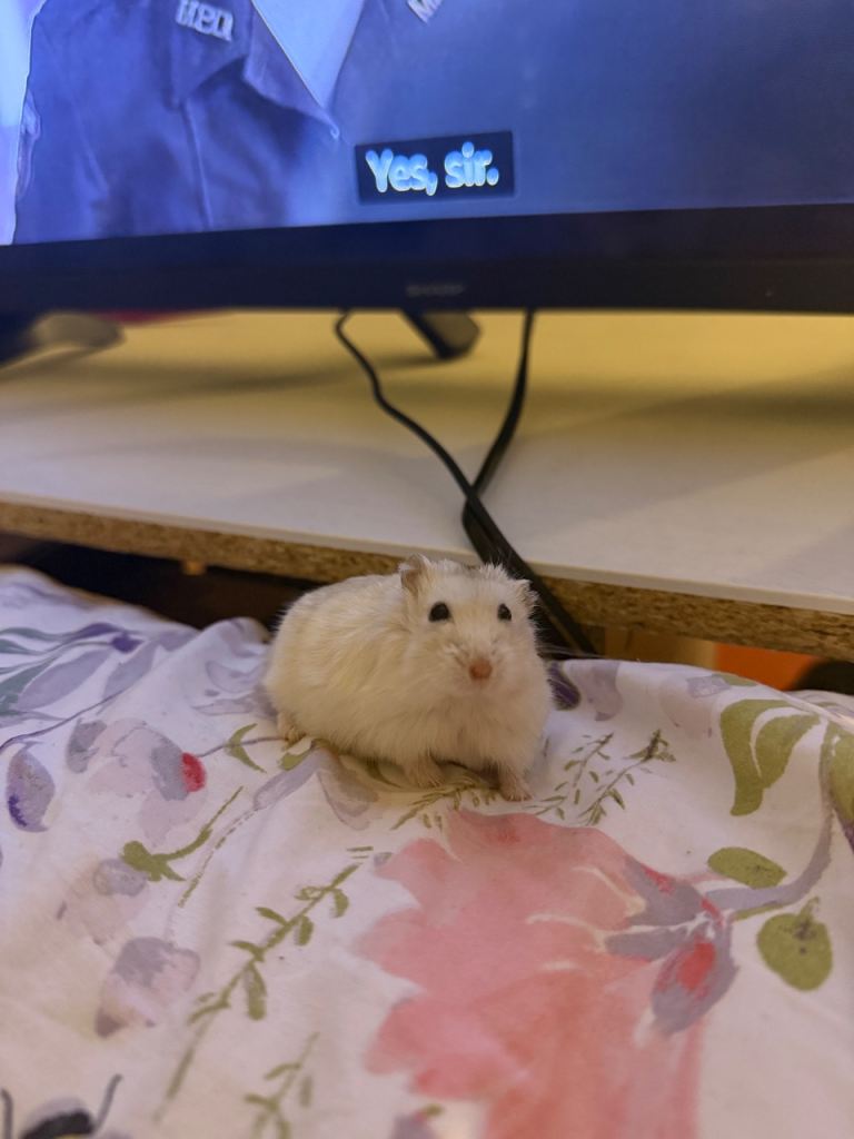 Russian dwarf hamster 