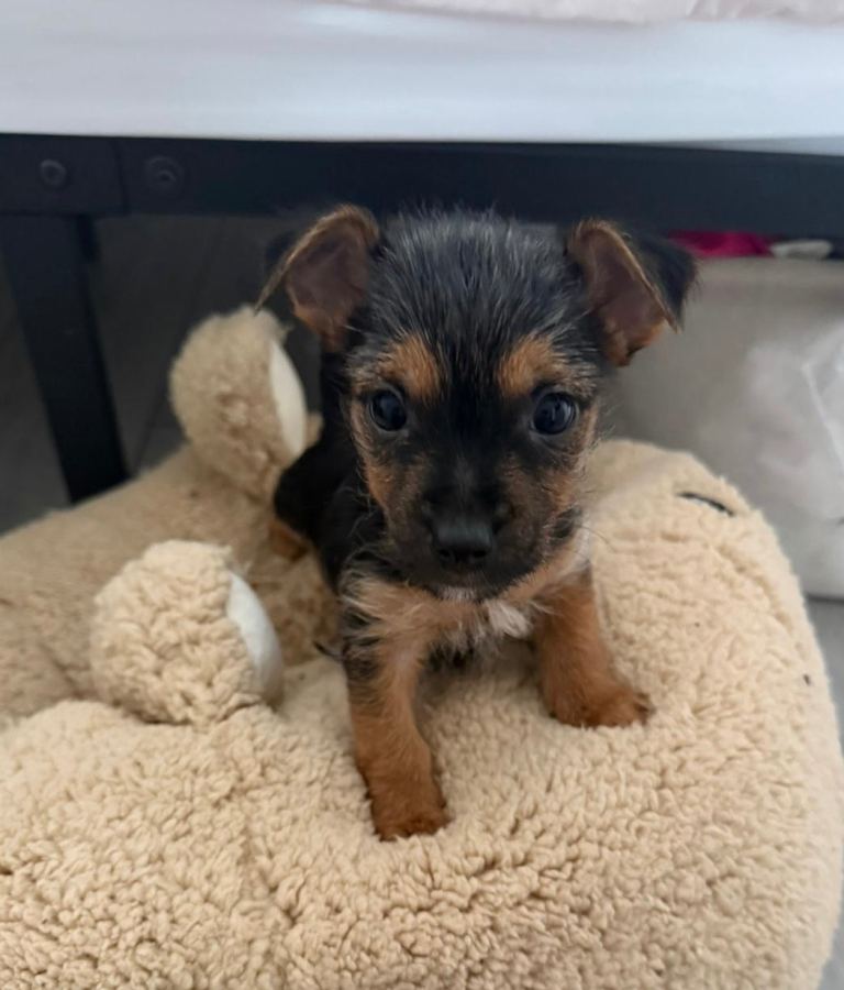 Amazing Chorkie for Sale