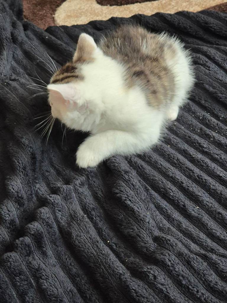 Beautiful kitten