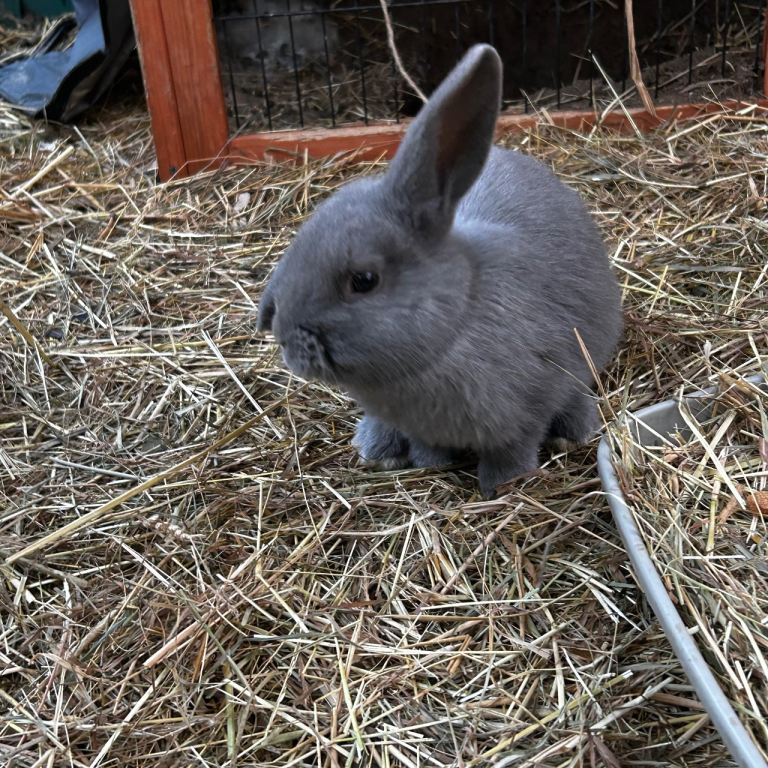 Mini lop mix lion head  
