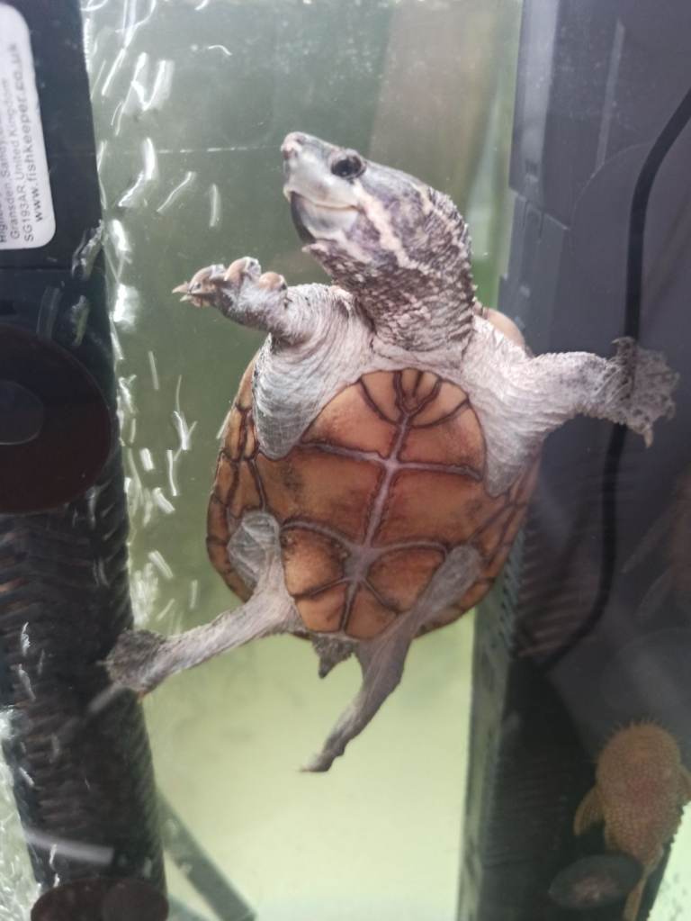 Tropical fishes cichlids