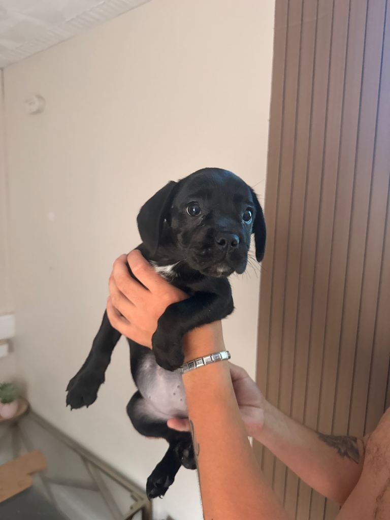 Mixed breed puppies 