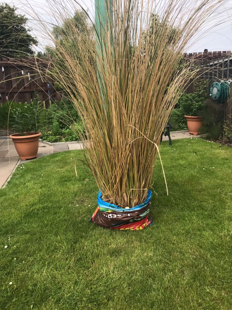 Pampas grass free