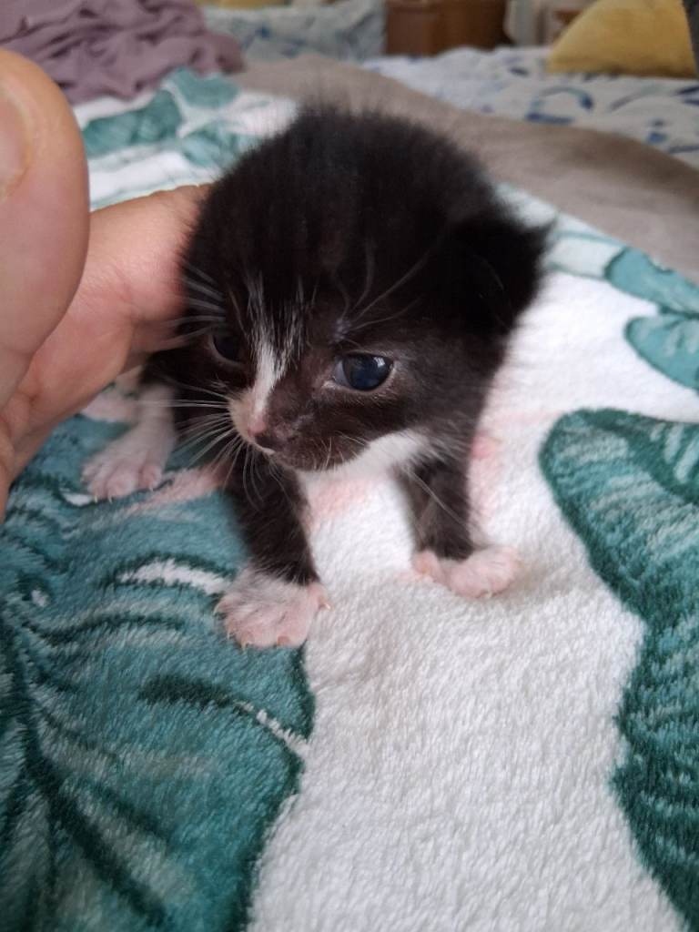 3 weeks old male kitten needs urgent care 