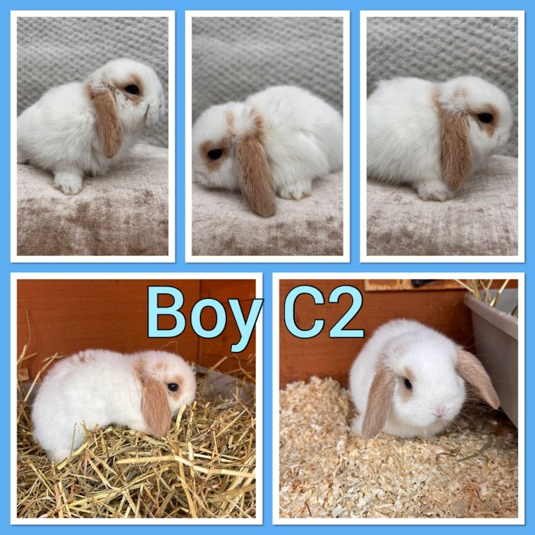 Mini lop baby rabbits 