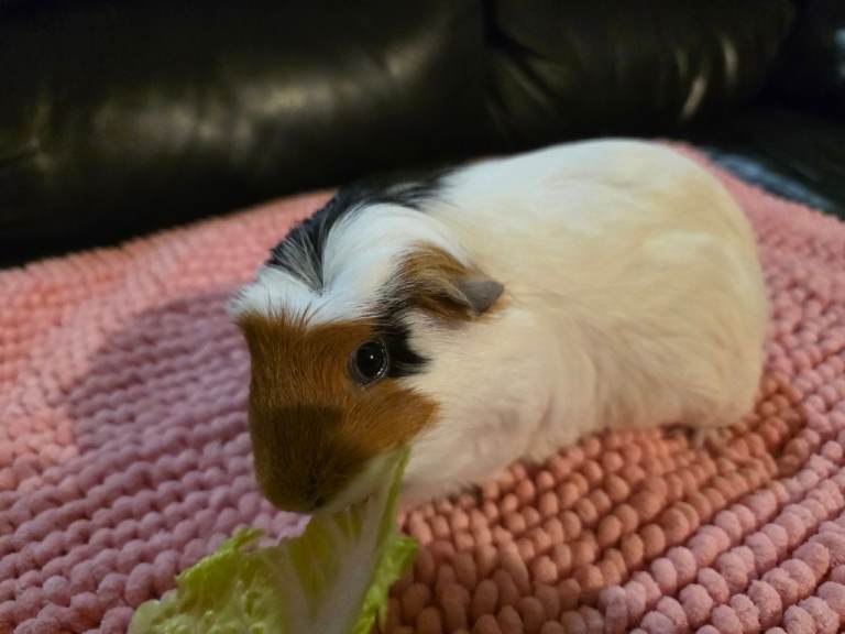 Bonded Pair of Lovely Female Guinea Pigs with Full Home Setup