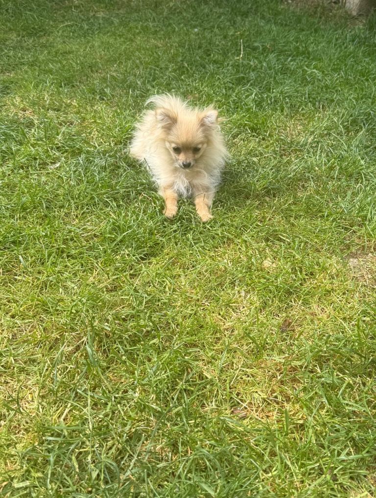 Toy size Pomeranian sweet girl
