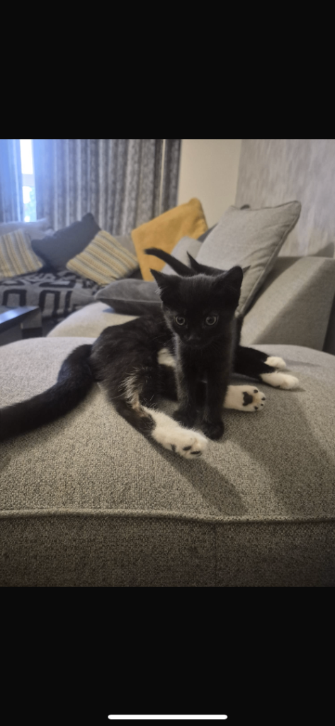 Kittens