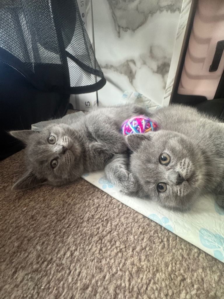 Beautiful British blue babies 