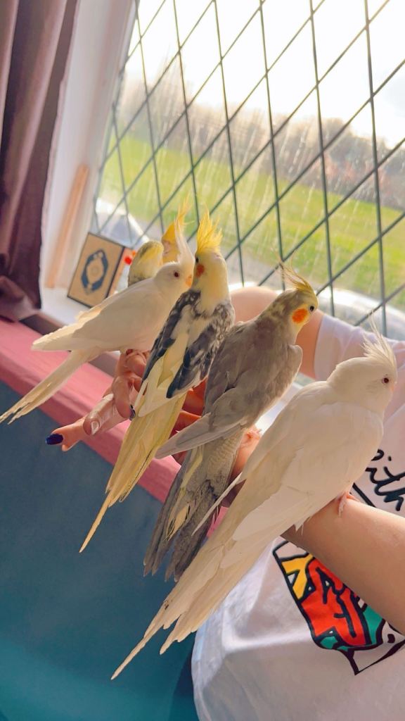 Cockatiels 