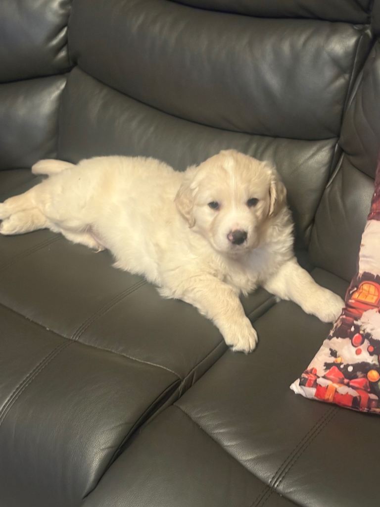 image for Golden Retriever Pups 10 weeks old last 2 boys 