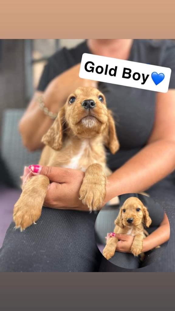 Cocker spaniel pups