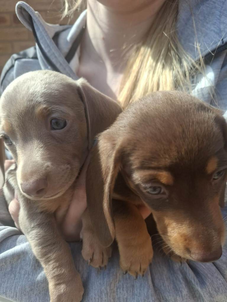 Mini dachshund pups, ready to leave this weekk