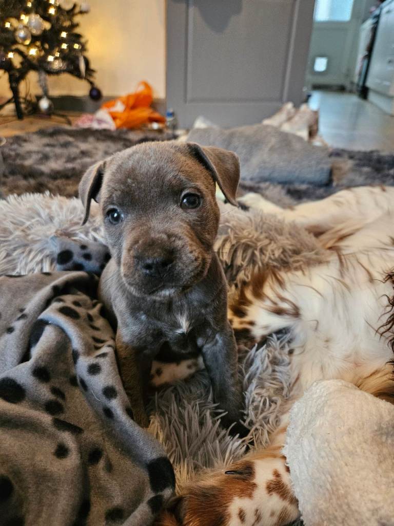 Beautiful Blue Staffy Boy 