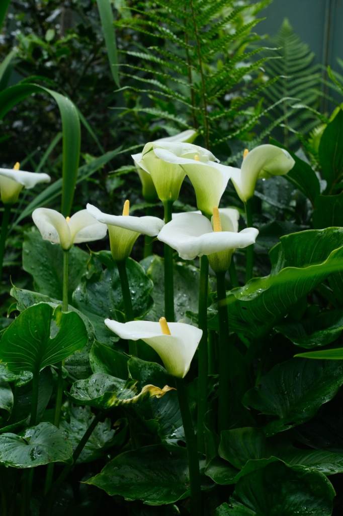 5 Litre Arum Lily Plants