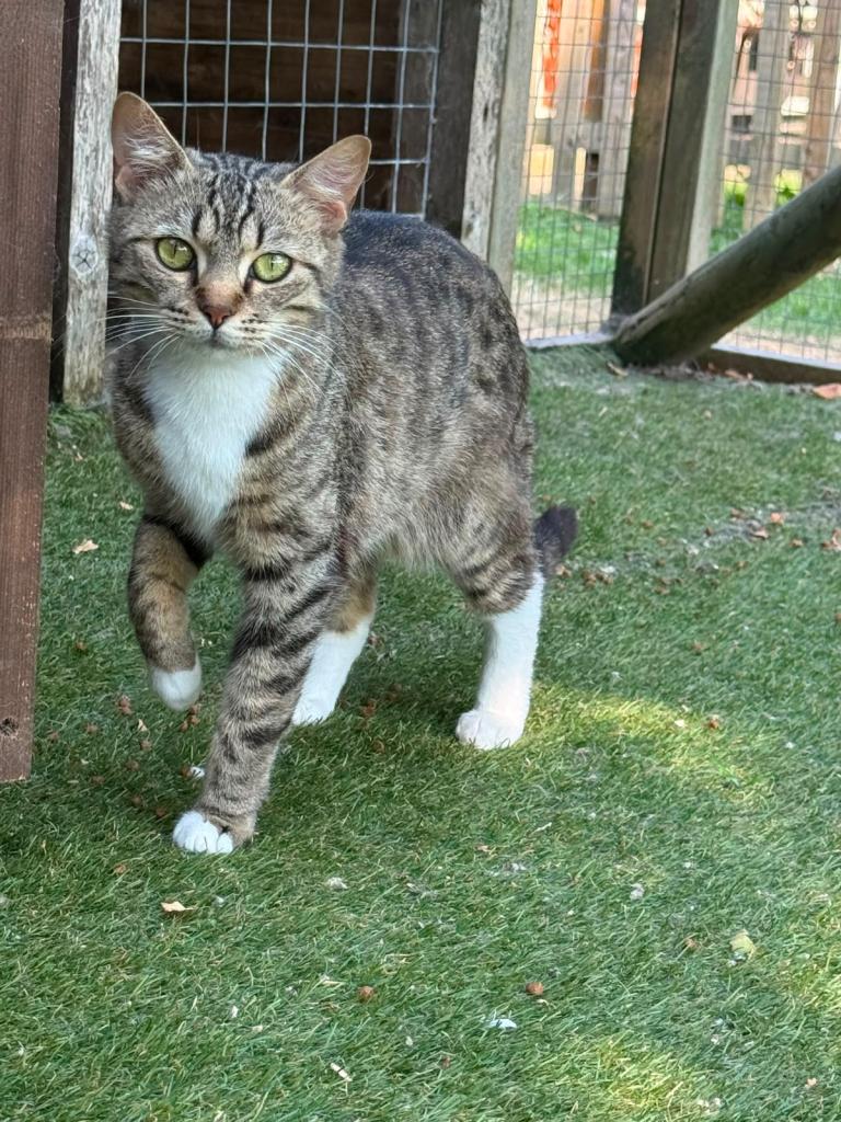Adult cats 