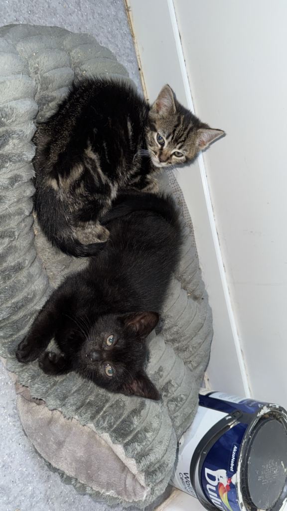 2 female kittens 