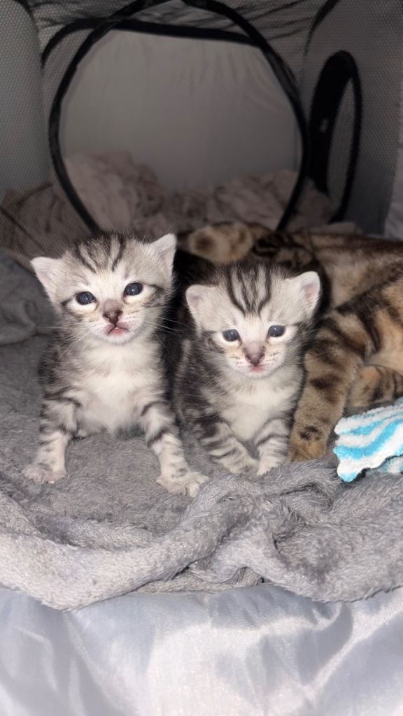 Kittens