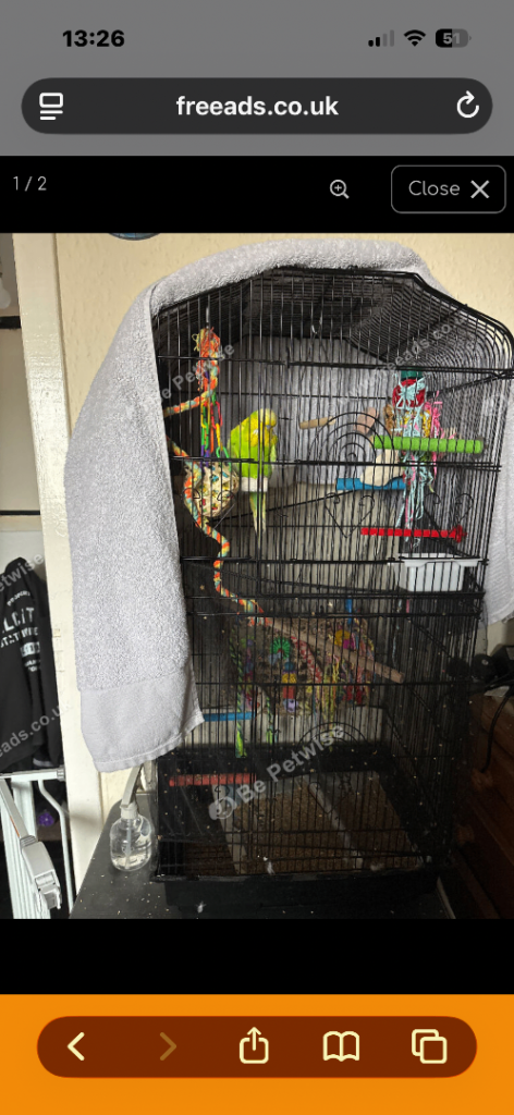 2 male budgies 