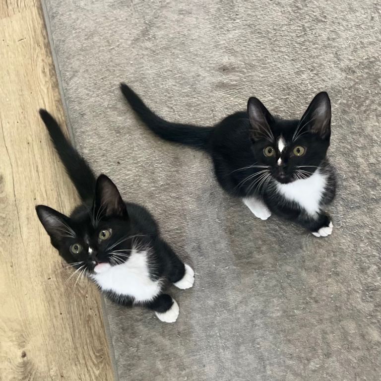 Ready Now - Burmese X Kittens ❤️ Only 2 Left
