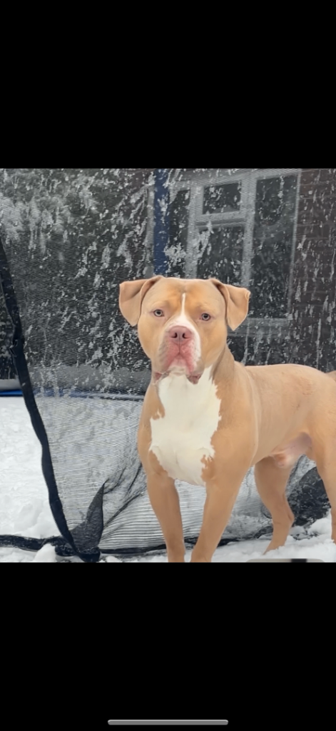 Male sand colour bulldog 