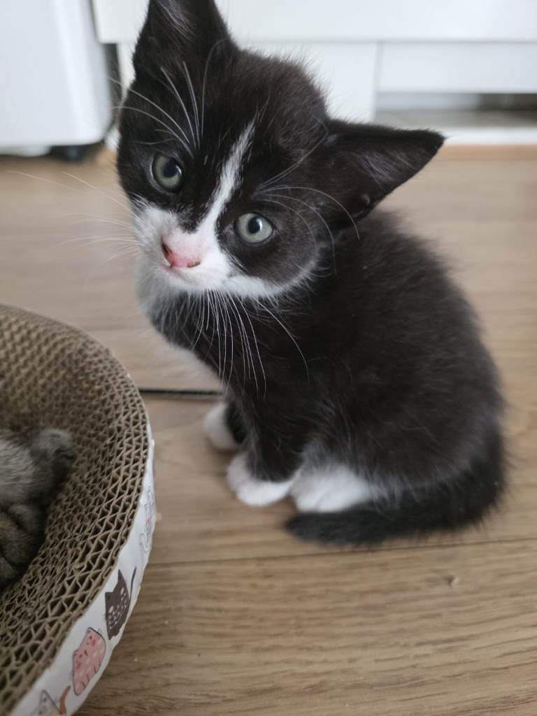 Beautiful kittens looking for homes 