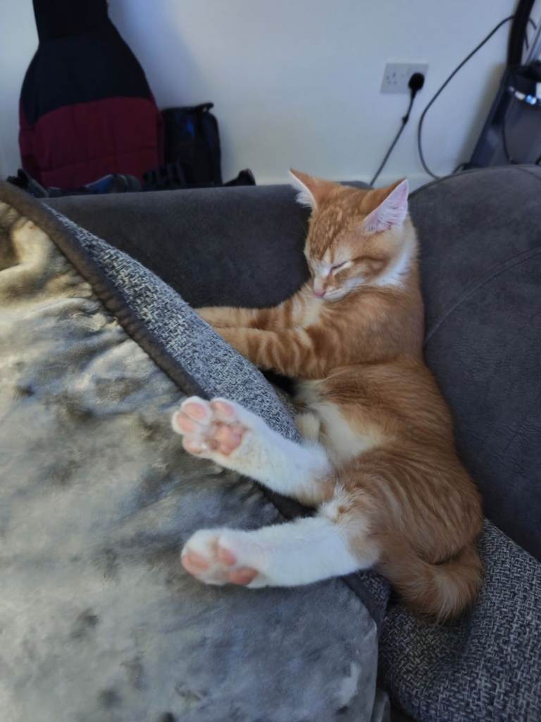 Ginger kitten 