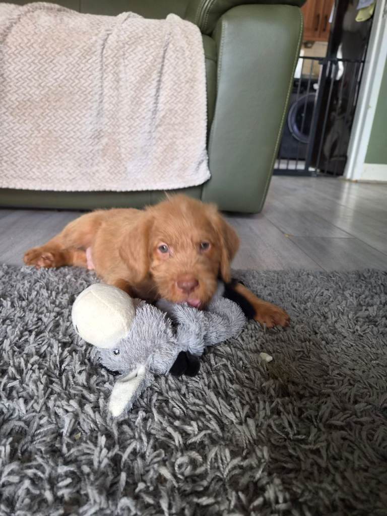 German pointer x Labradoodle puppies